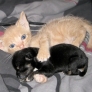 Kitten with baby puppy