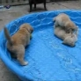 Puppies in a kiddie pool