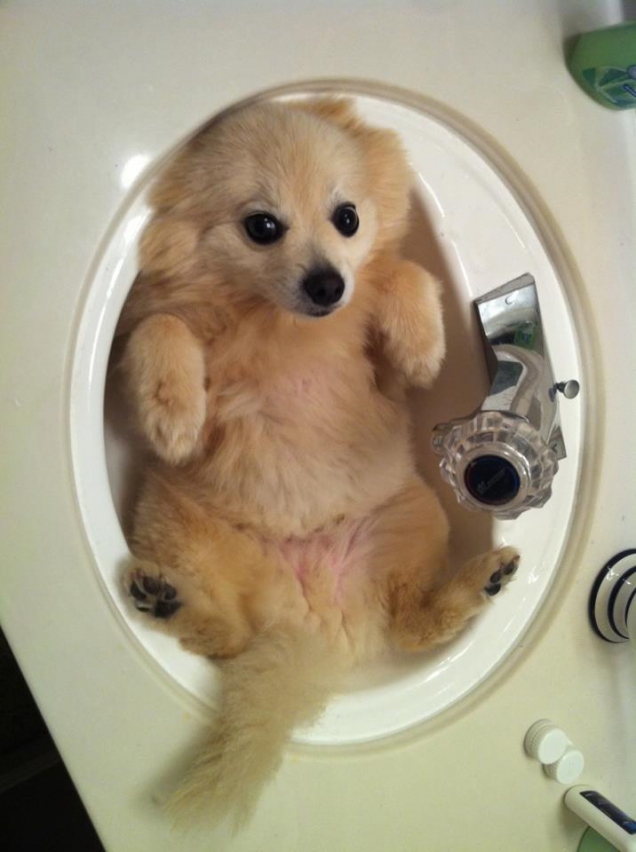 Puppy in a sink