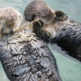 Sea otters holding hands