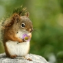 Squirrel holding a flower