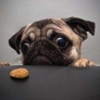 Pug wants cookie