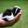 Baby skunk is sleeping
