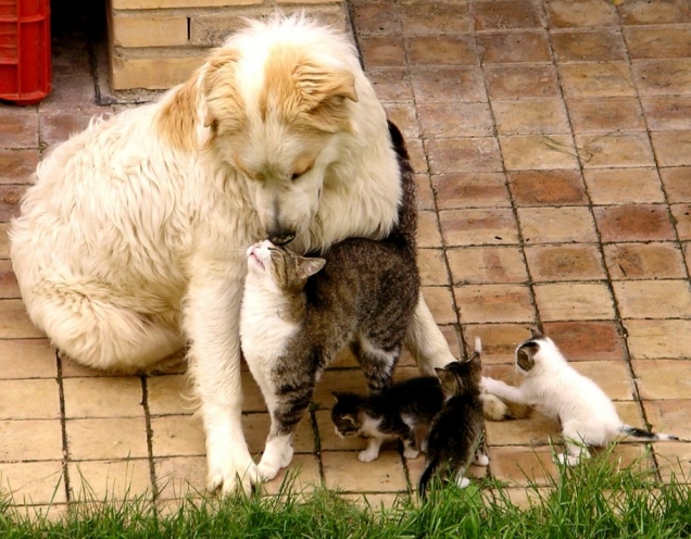 Cats bond with dog