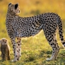 Cheetah and son