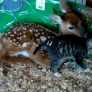 Deer and kitten are best friends