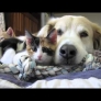Dog falls asleep with kittens