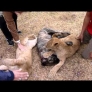 Dog gets attacked by lion cubs