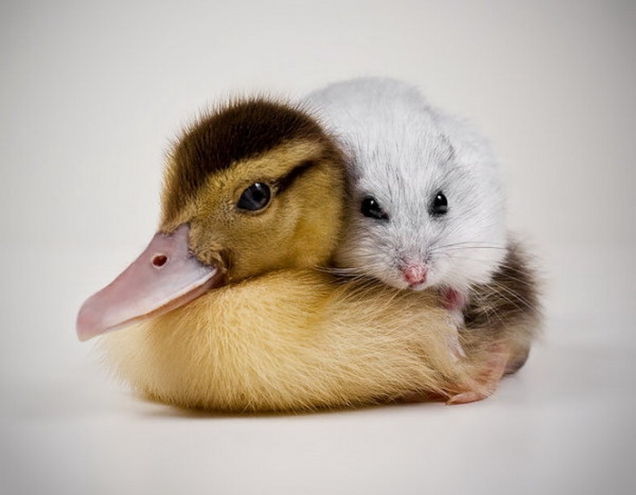 Duckling and hamster