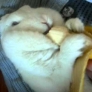 Huge bunny eats a banana