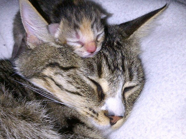 Kitten sleeps with mom