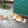 Kitten vs. patient dog