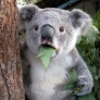 Koala bear is astonished