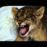 Lion cub's roar