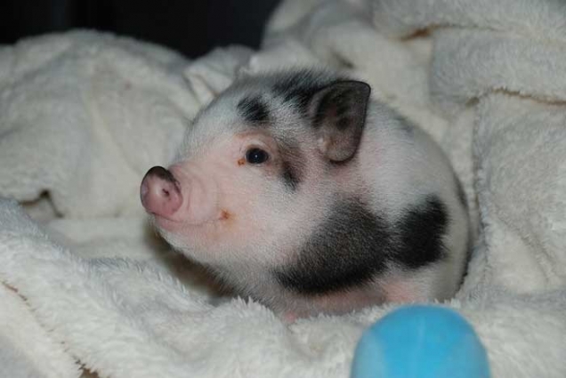 Baby piglet
