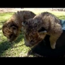 Lion cubs try to escape bucket