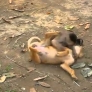 Monkey vs. puppy