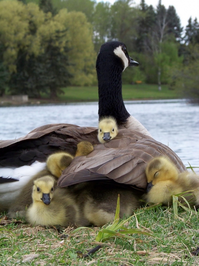 Mother goose and babes