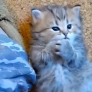 Kitten licks paws