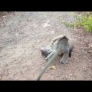 Baby monkey vs. kitten
