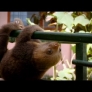 Baby sloth learns to climb