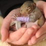 Baby squirrel with injured leg