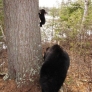 Bear cub climbs tree