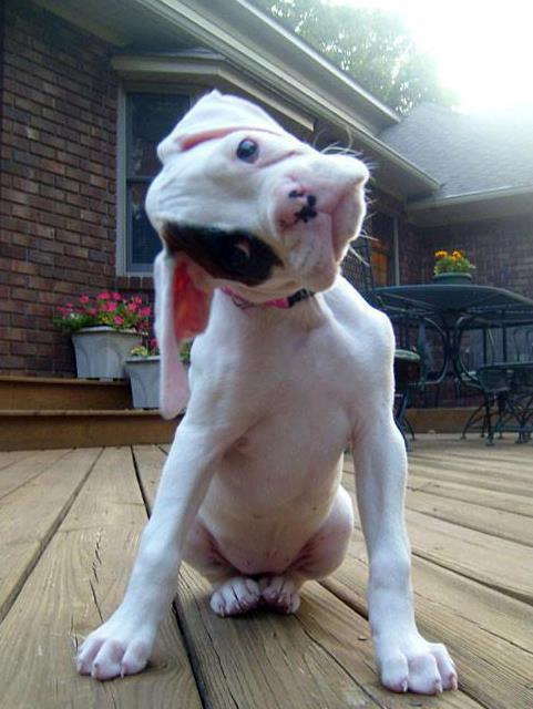 Bulldog puppy tilting its head