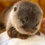 Cute baby otter is looking at you