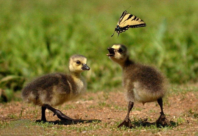 Goslings vs. butterfly