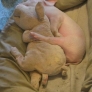 Piglet sleeps with plush friend