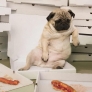 Pug is tired from so much pizza