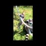 Baby lemur discovers rope