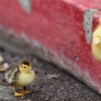 Duckling climbing sidewalk