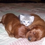 Kitten and puppies sandwich