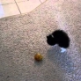 Kitten plays with tinsel ball