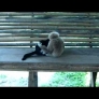 Monkey plays with kitten