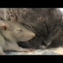 Mouse cuddles up next to kitten