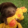 Sloth  hugs plush toy