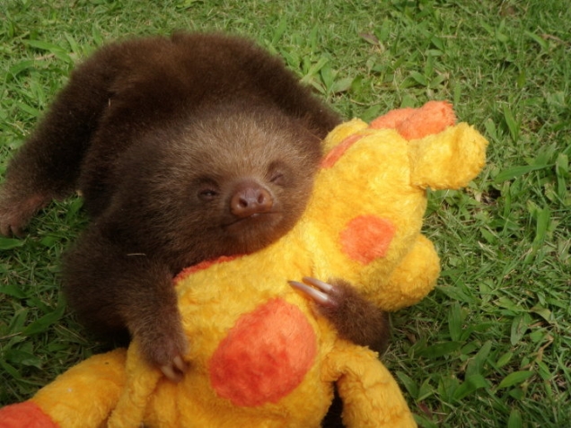 Sloth  hugs plush toy