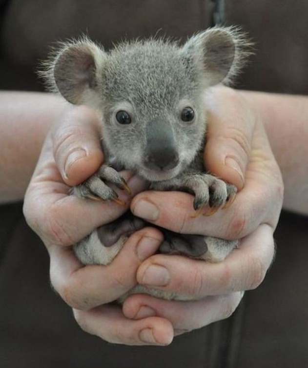 A handful of koala