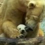 Anuri the baby polar bear