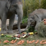 Baby elephant's birthday