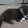 Baby otter plays with keys