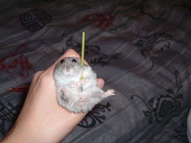 Hamster has a stick