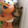 Hamster hidden behind Elmo