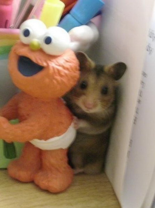 Hamster hidden behind Elmo