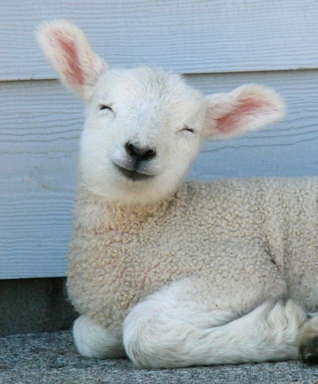 Happy lamb is happy