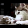 Husky puppy playing with mom