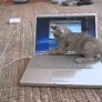 Kitten plays with laptop